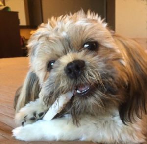 is rawhide safe for dogs
