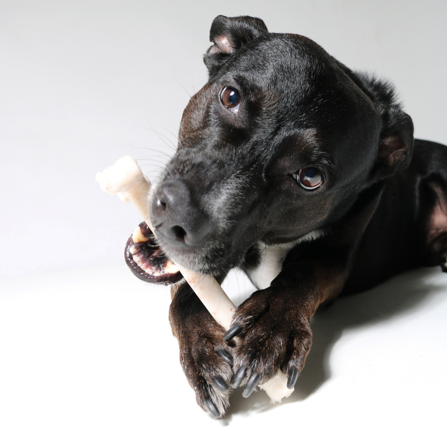 dog bones with peanut butter