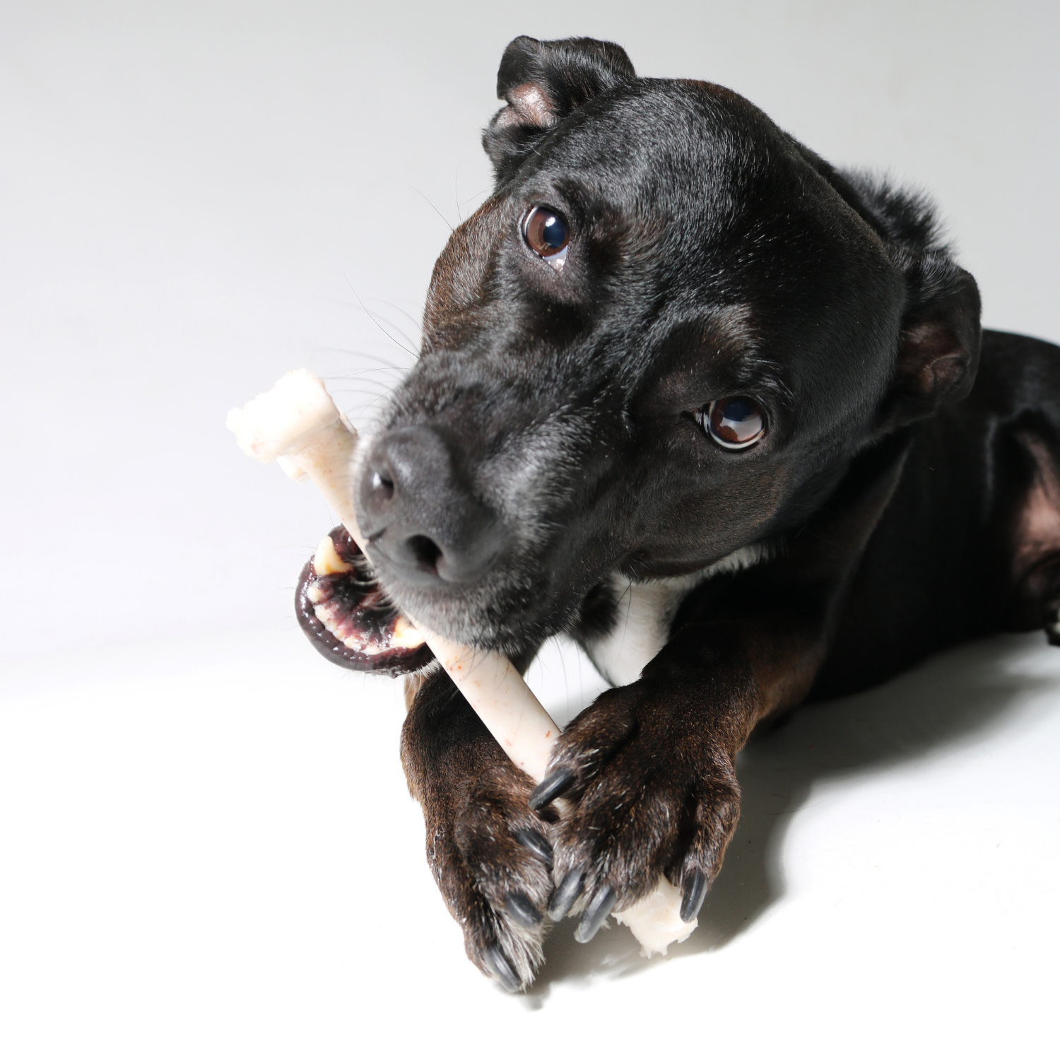 white dog bones