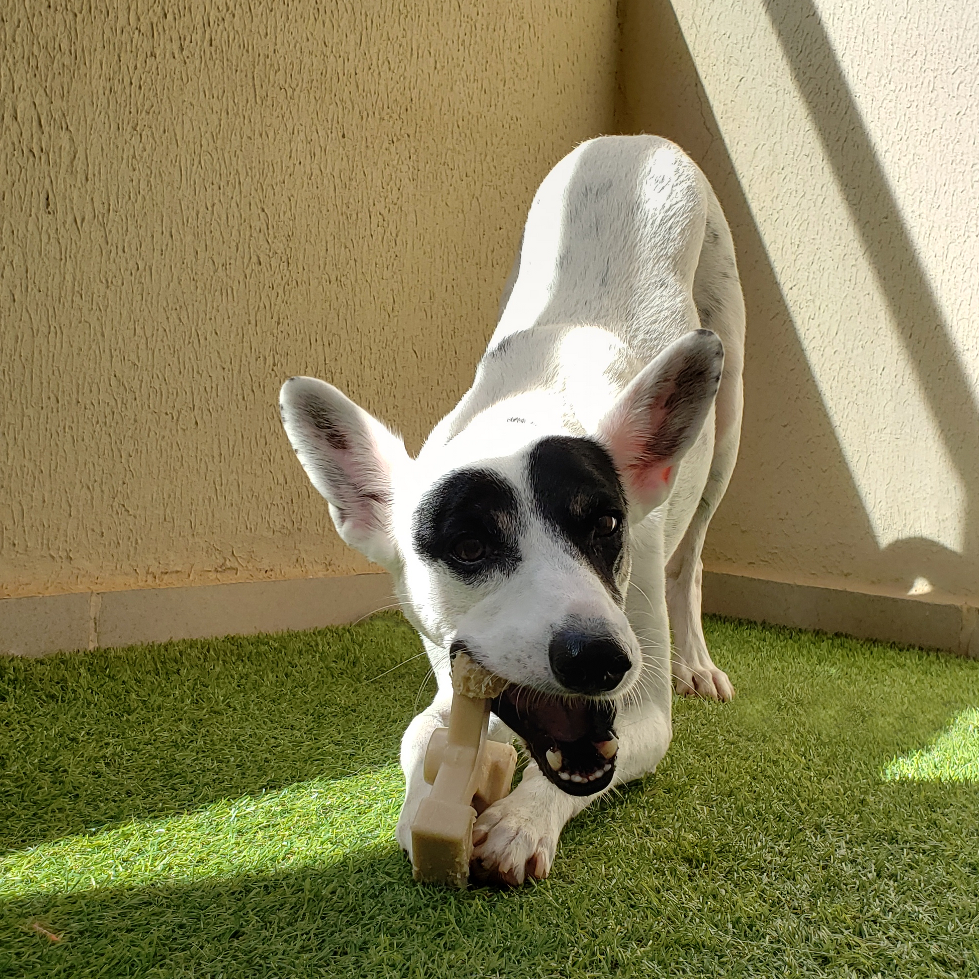 self play dog toys