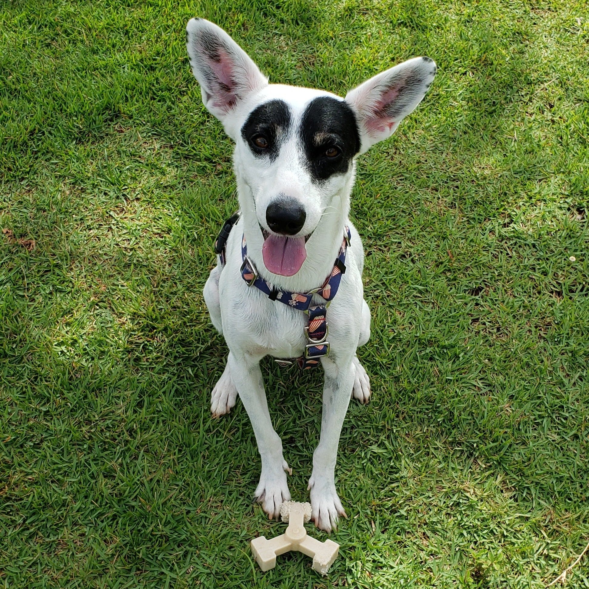 long lasting dog bones