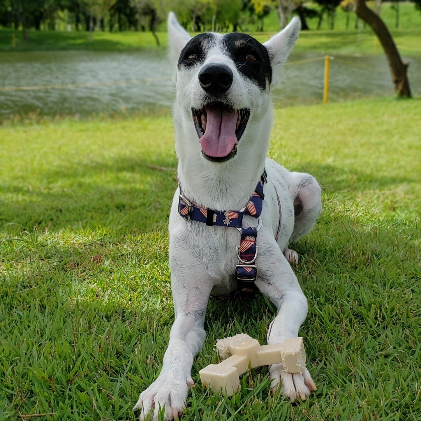 long lasting dog bones