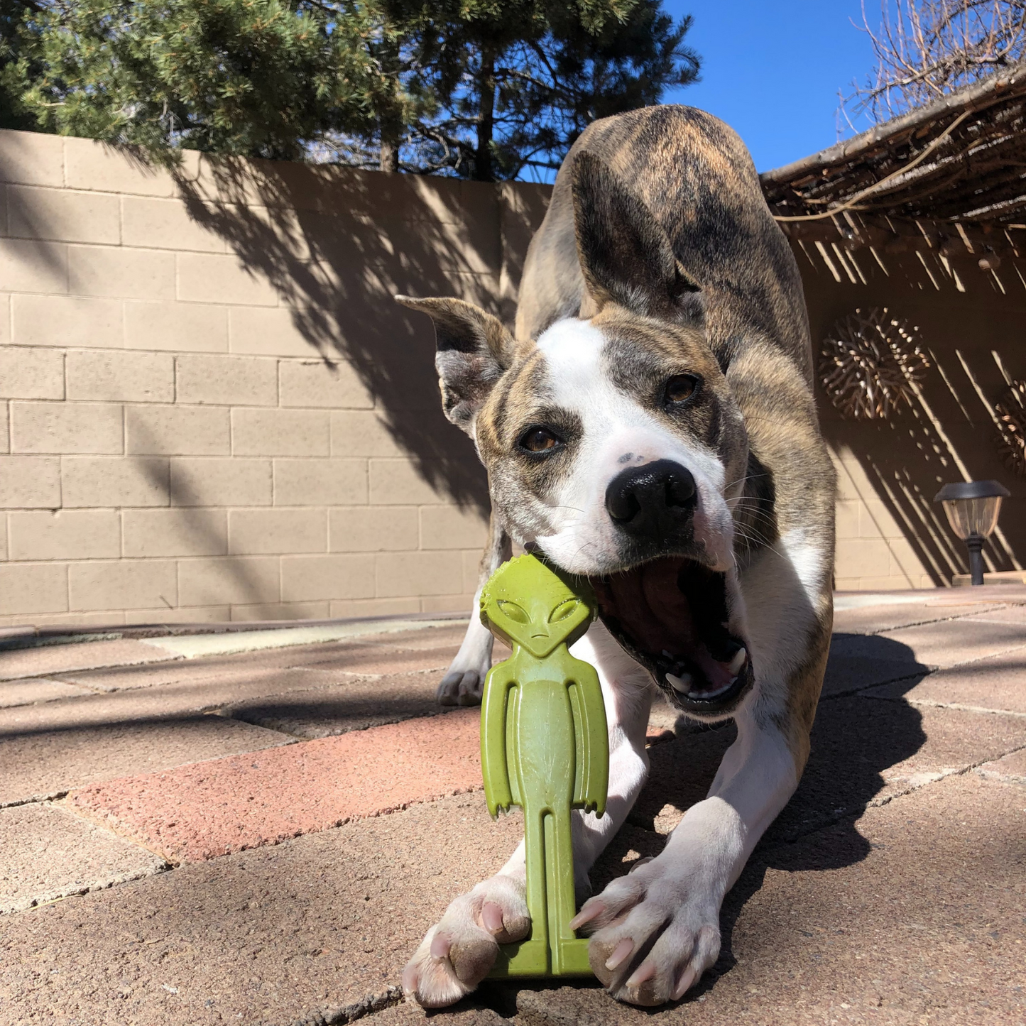 alien dog toy