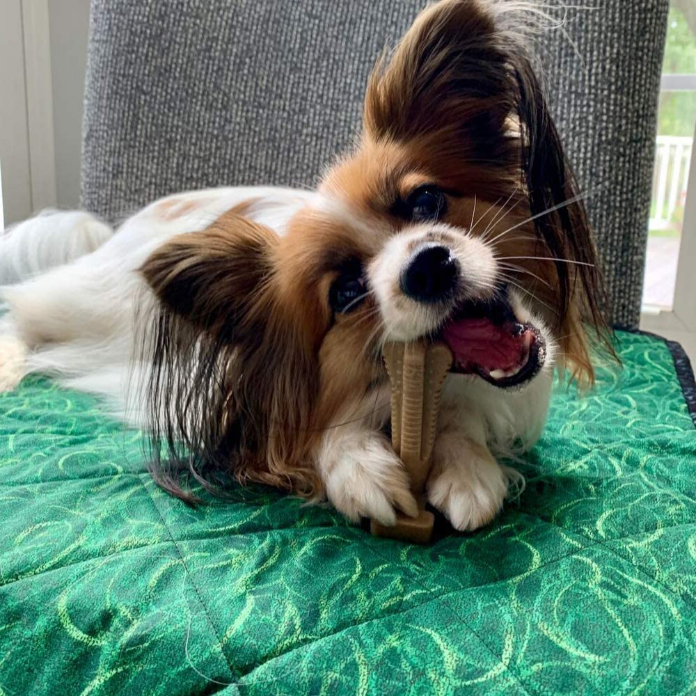 rawhide free dog chews