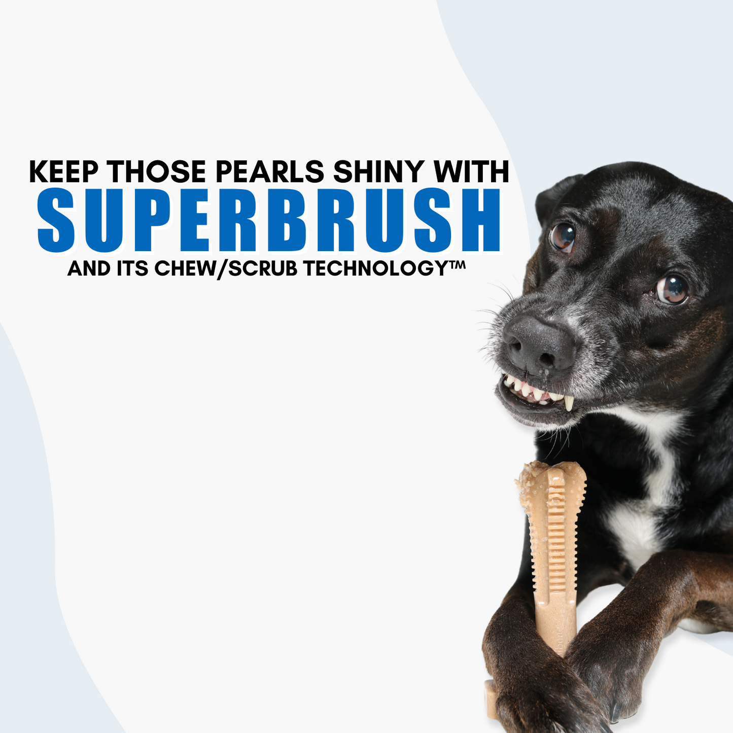 bones for dogs teeth