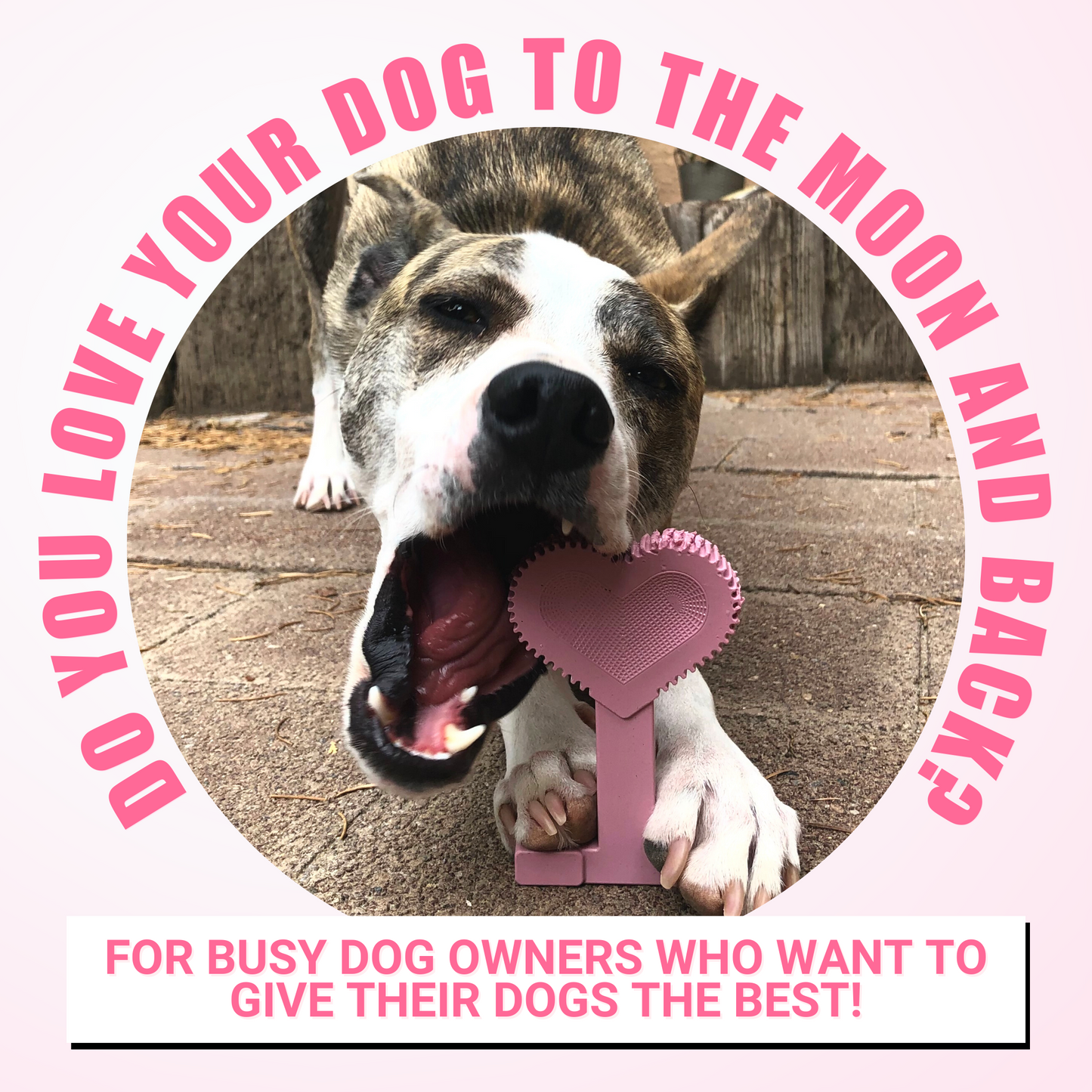 Small Dog 5 pack Bundle