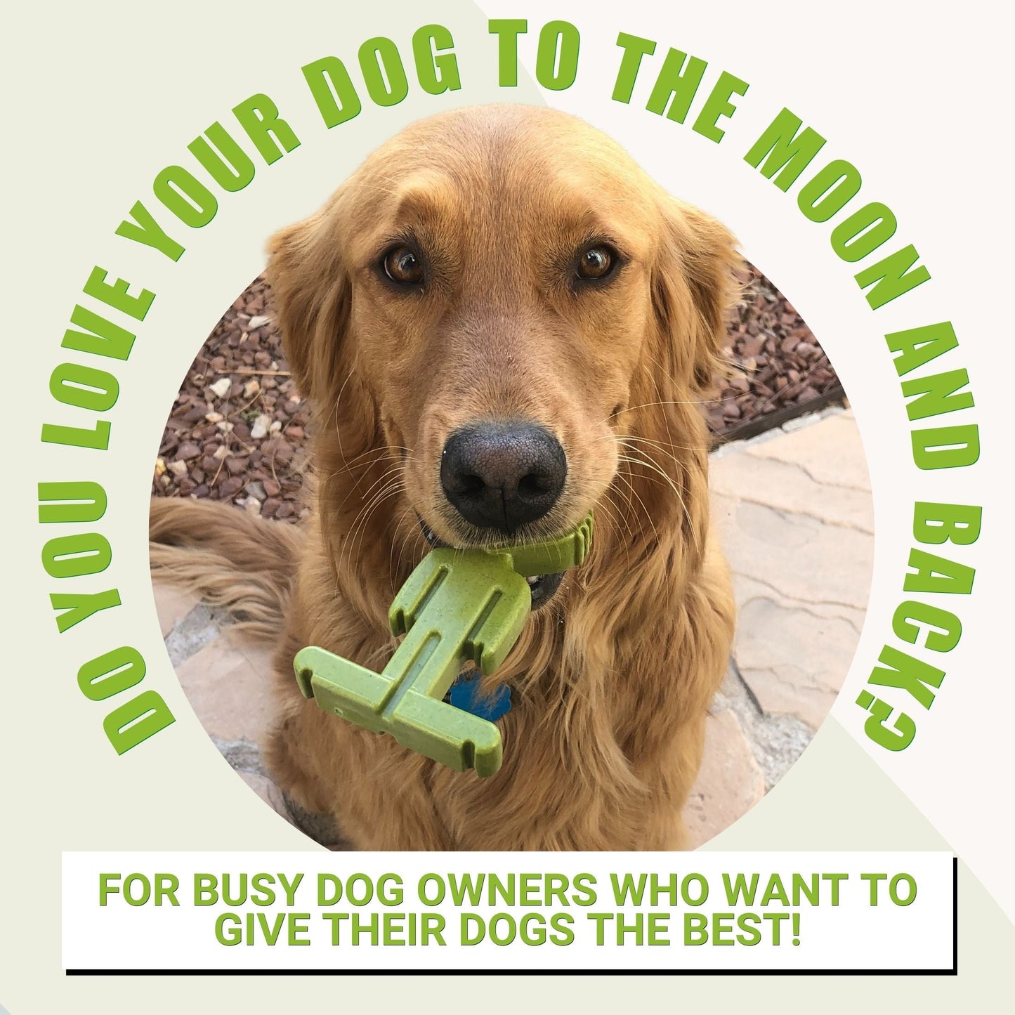 Small Dog 5 pack Bundle