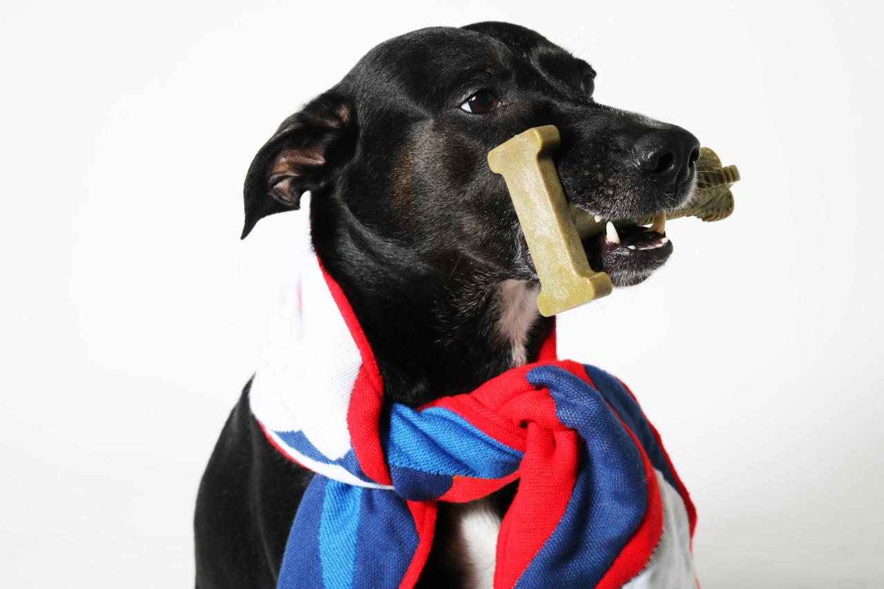 bones for dogs teeth