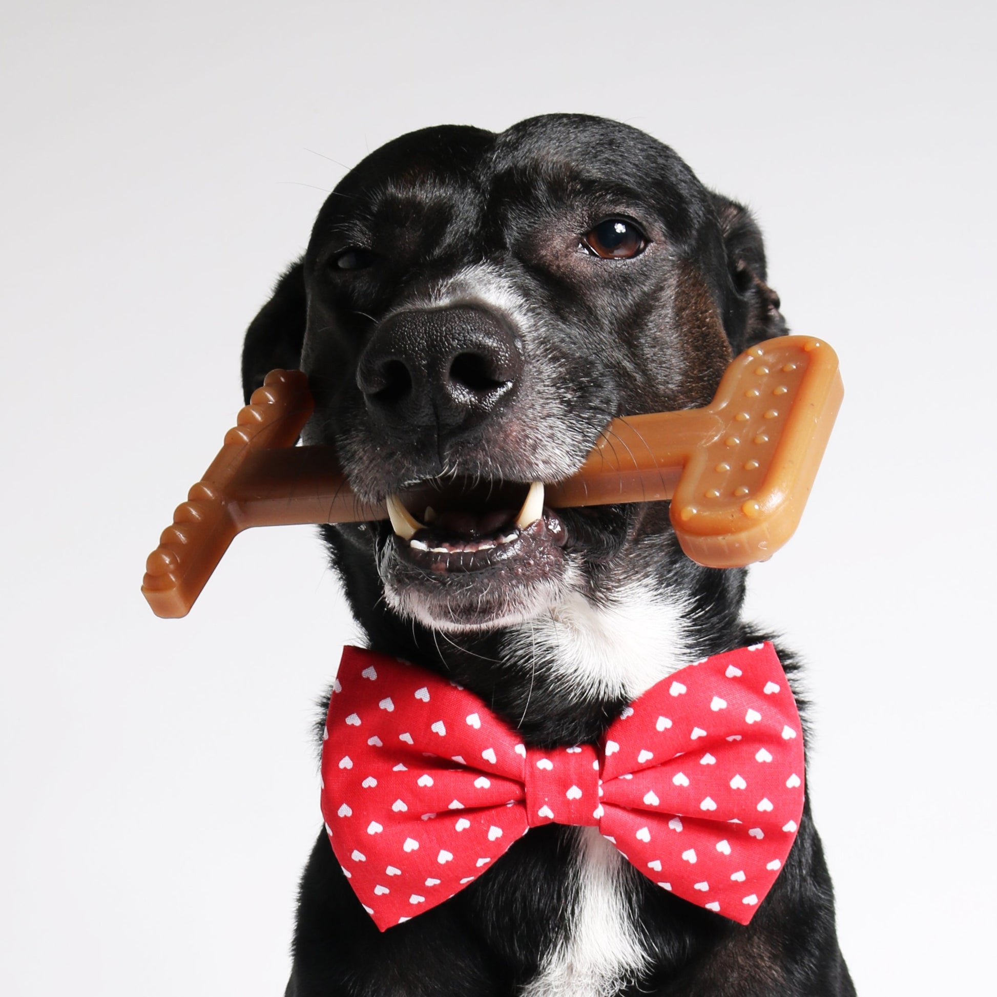 calming dog toys 