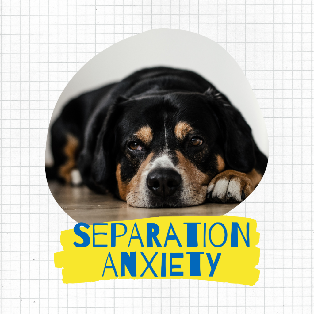 dog seperation anxiety