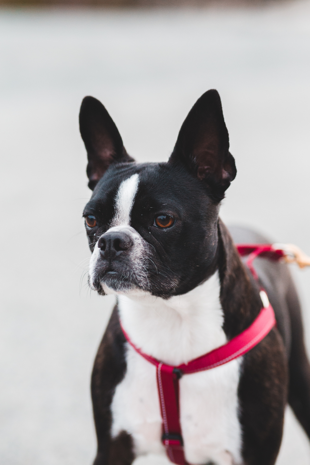 Dog harness vs collar: Which is better for your pup?