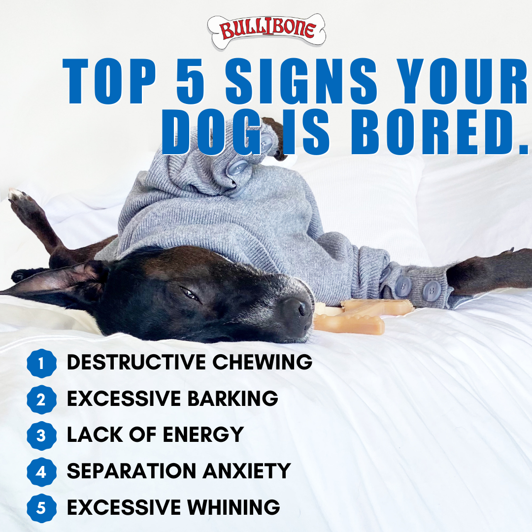 Do Dogs Get Bored? How To Prevent Dog Boredom – BulliBone