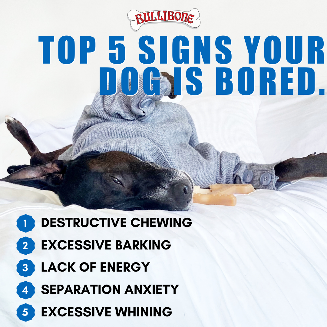 Bored Dogs: Common Symptoms & Solutions for Dog Boredom