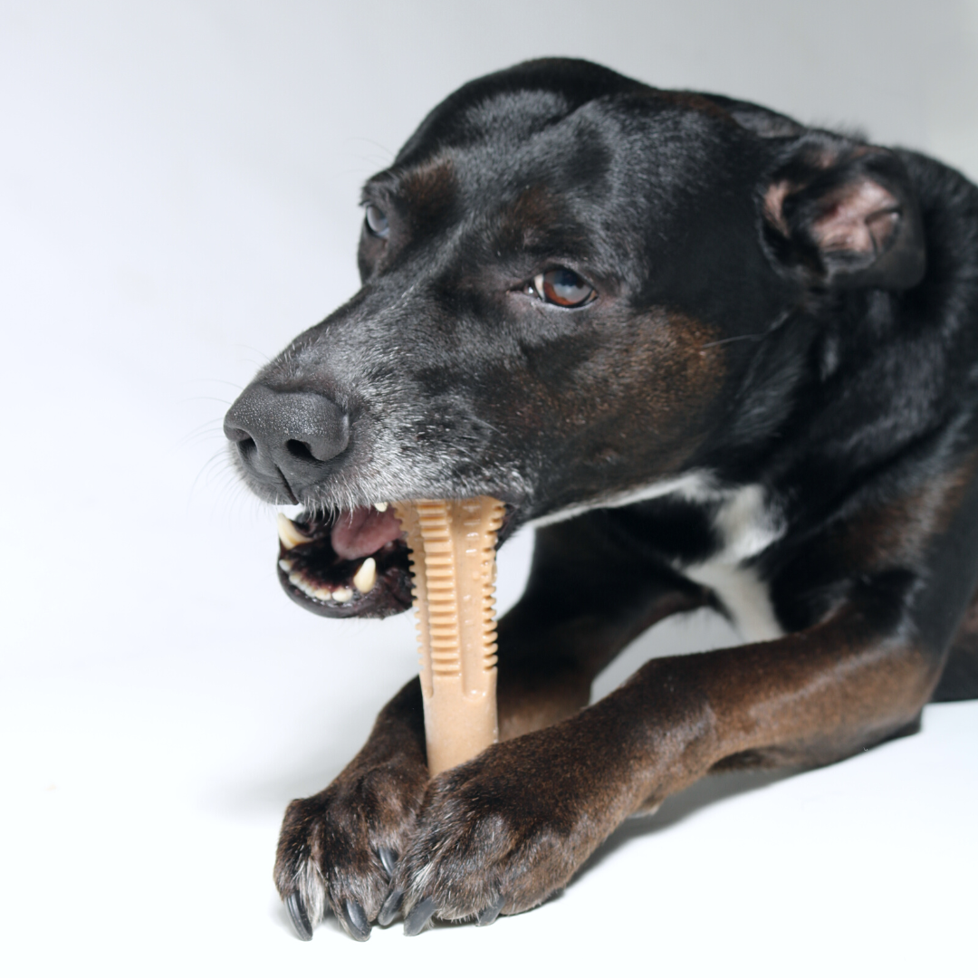 https://bullibone.com/wp-content/uploads/2023/04/Dental-Cleaning-Bones-for-Dogs-2.png