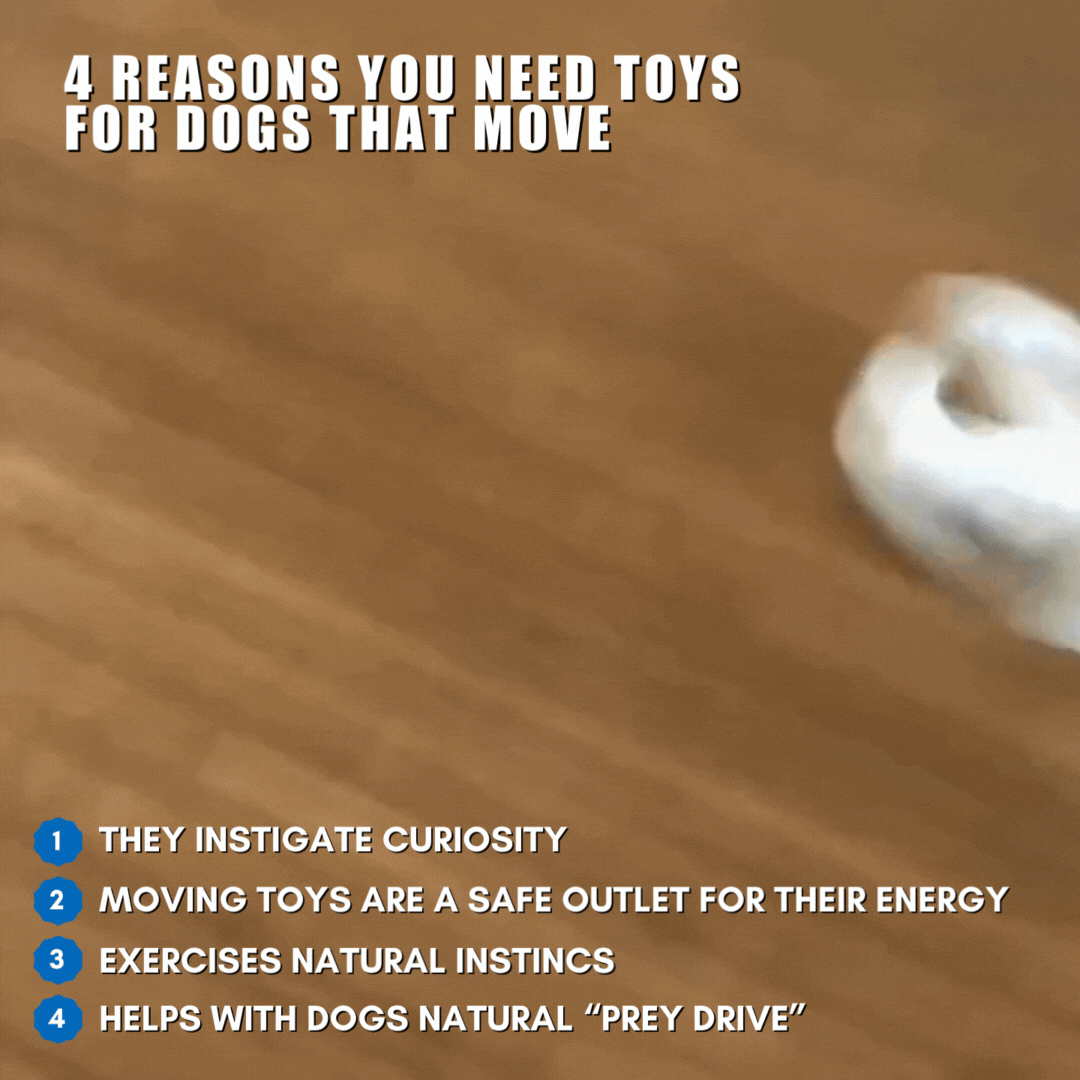 dog toy that moves