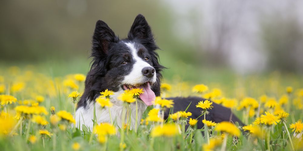 Spring Cleaning Your Pup: Tips and Tricks for a Fresh Start.